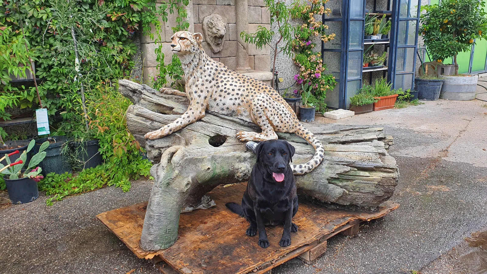 A black dog sits in front of the concrete cheetah and artificial trunk as a visible scale reference.