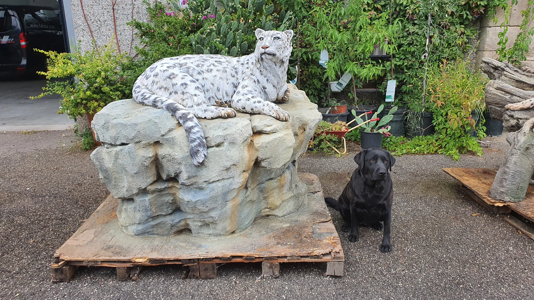 The snow leopard and rock base photographed outdoors at workshop scale.